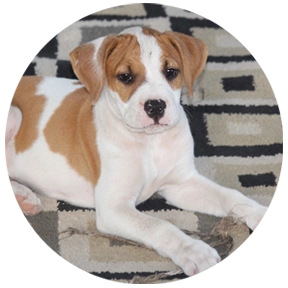 Keep Pets Cool During the Summer – Heat Safety Tips