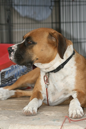 bring-dogs-inside-when-hot